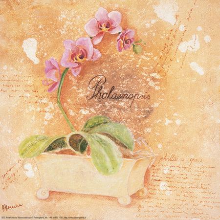obraz Růžová orchidej dekorace